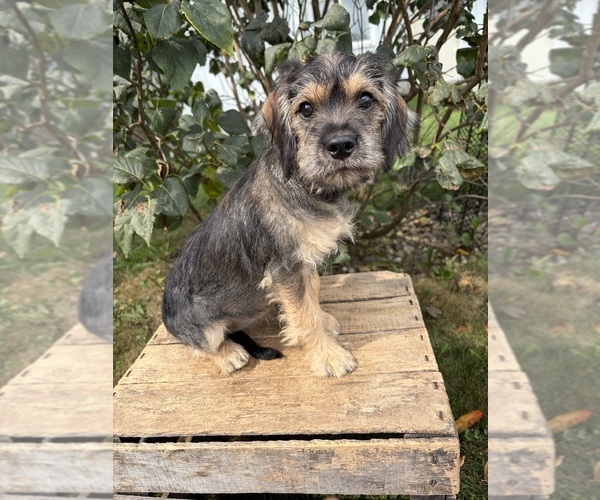 Medium Photo #3 Schnoodle (Miniature) Puppy For Sale in MIDDLEBURY, IN, USA