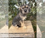Small #2 Schnoodle (Miniature)