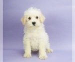 Small Photo #3 Schnoodle (Miniature) Puppy For Sale in WARSAW, IN, USA