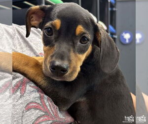 Miniature Pinscher-Unknown Mix Dogs for adoption in Washington, DC, USA