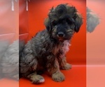 Small #3 Cavapoochon (Miniature)