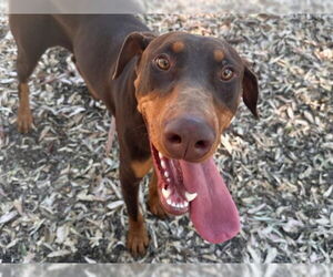 Doberman Pinscher Dogs for adoption in Martinez, CA, USA