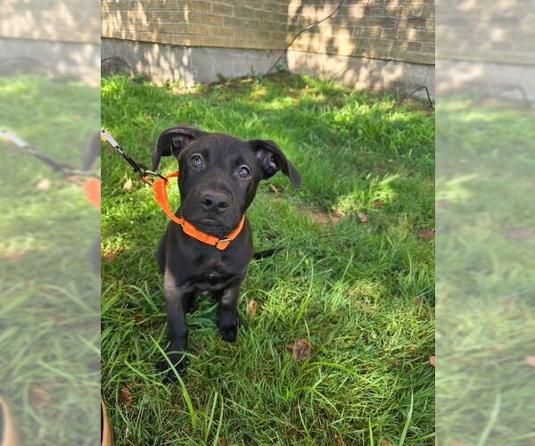 Medium Photo #3 Labrador Retriever-Unknown Mix Puppy For Sale in Brewster, NY, USA