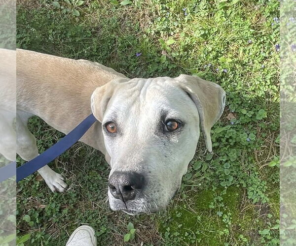 Medium Photo #3 Labrador Retriever-Unknown Mix Puppy For Sale in Germantown, OH, USA