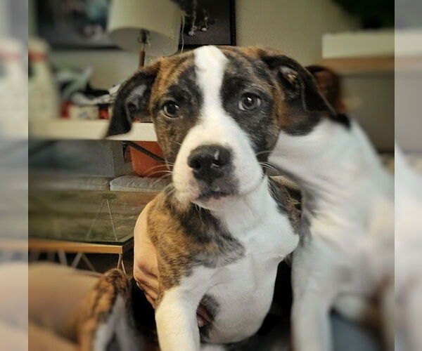 Medium Photo #3 Mutt Puppy For Sale in Raleigh, NC, USA