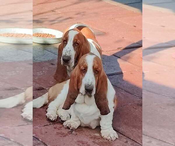 Medium Photo #5 Basset Hound Puppy For Sale in NEWBERN, TN, USA
