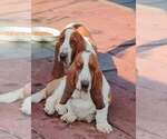 Small #4 Basset Hound