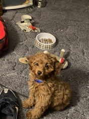 Goldendoodle-Poodle (Miniature) Mix Puppy for sale in WAUKEE, IA, USA