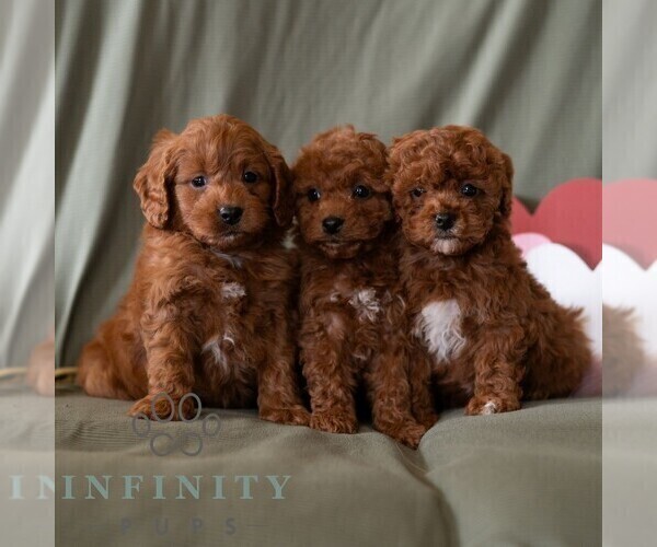Medium Photo #5 Cavapoo (Miniature) Puppy For Sale in DORNSIFE, PA, USA
