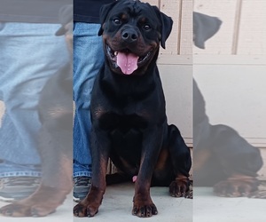 Father of the Rottweiler puppies born on 05/14/2025