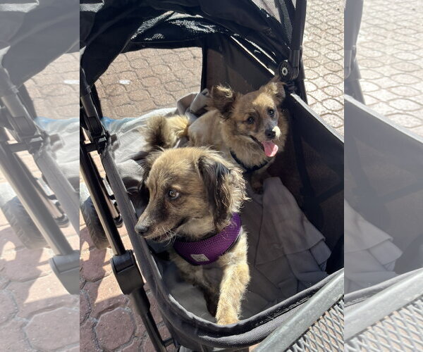 Medium Photo #5 Chi-Poo (Toy) Puppy For Sale in San Francisco, CA, USA