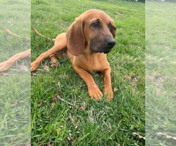 Medium Photo #7 Bloodhound-Unknown Mix Puppy For Sale in Aurora, IN, USA
