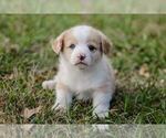 Small Photo #11 Pembroke Welsh Corgi Puppy For Sale in ELKTON, KY, USA