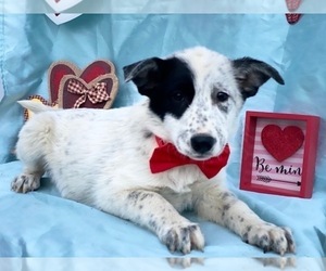 Australian Cattle Dog Puppy for sale in LANCASTER, PA, USA