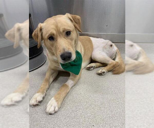 Medium Photo #3 Labsky Puppy For Sale in Fairbanks, AK, USA