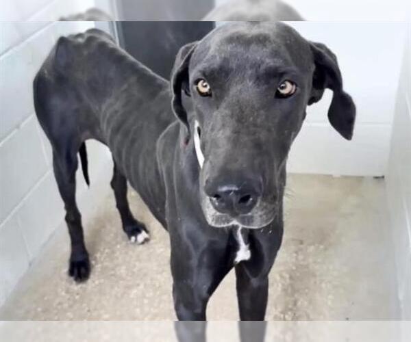 Medium Photo #3 Great Dane-Unknown Mix Puppy For Sale in Houston, TX, USA