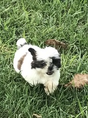 Shih Tzu Puppy for sale in HOLDEN, MO, USA