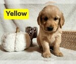 Small Photo #2 Golden Retriever Puppy For Sale in ANDREWS, NC, USA