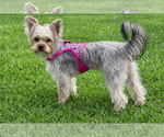 Small #11 Mutt