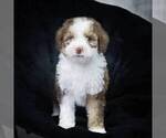 Small Photo #11 Bernedoodle-Poodle (Miniature) Mix Puppy For Sale in DALTON, OH, USA