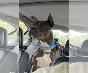 American Pit Bull Terrier-Unknown Mix Dogs for adoption in Spotsylvania, VA, USA