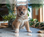 Puppy Smokey Shiba Inu