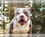 Small Photo #5 American Bully Puppy For Sale in LONGVIEW, TX, USA
