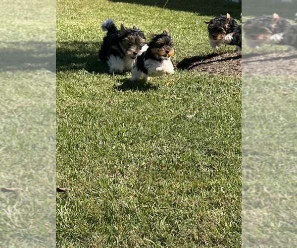Medium Photo #5 Biewer Terrier Puppy For Sale in DARLINGTON, SC, USA