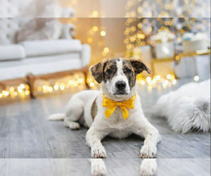 Mutt Dogs for adoption in Sanford, FL, USA