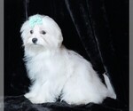 Small #7 Maltese