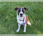 Small Saint Bernard Mix