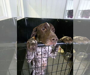 German Shorthaired Pointer Dogs for adoption in Osgood, IN, USA