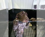 Small German Shorthaired Pointer