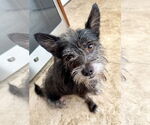 Small #1 Mutt