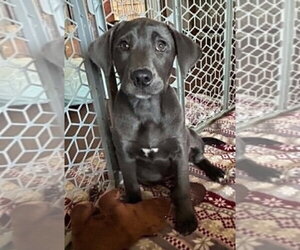 Labrador Retriever-Unknown Mix Dogs for adoption in Wetumpka, AL, USA