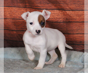 Jack Russell Terrier Puppy for sale in PENNS CREEK, PA, USA