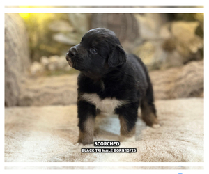 Medium Australian Shepherd