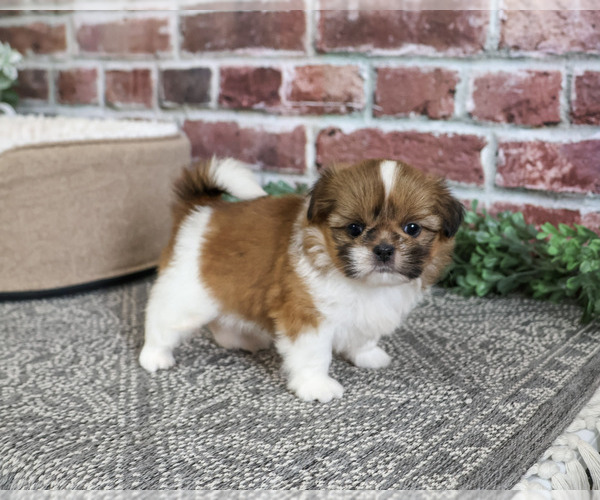 Medium Photo #4 Shih Tzu Puppy For Sale in SYRACUSE, IN, USA