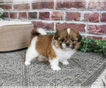 Small #3 Shih Tzu