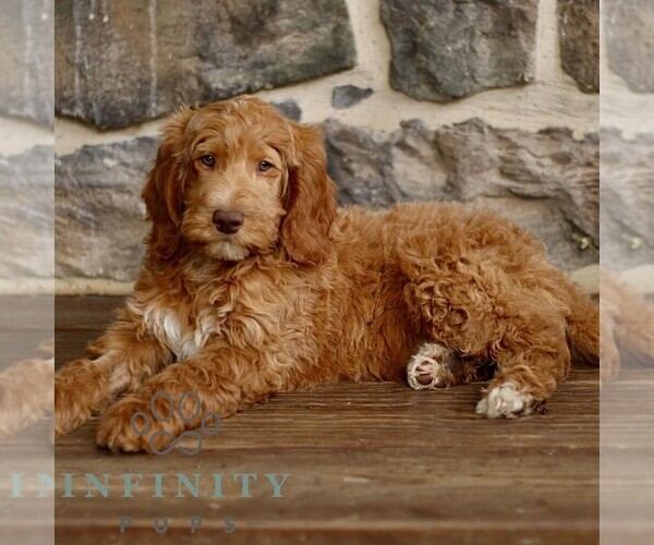 Medium Photo #3 Goldendoodle mix (+ Poodle Standard) Puppy For Sale in RONKS, PA, USA
