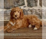 Small #2 Goldendoodle mix (+ Poodle Standard)