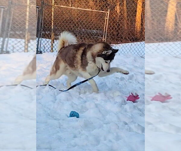 Medium Photo #3 Siberian Husky Puppy For Sale in Hewitt, NJ, USA