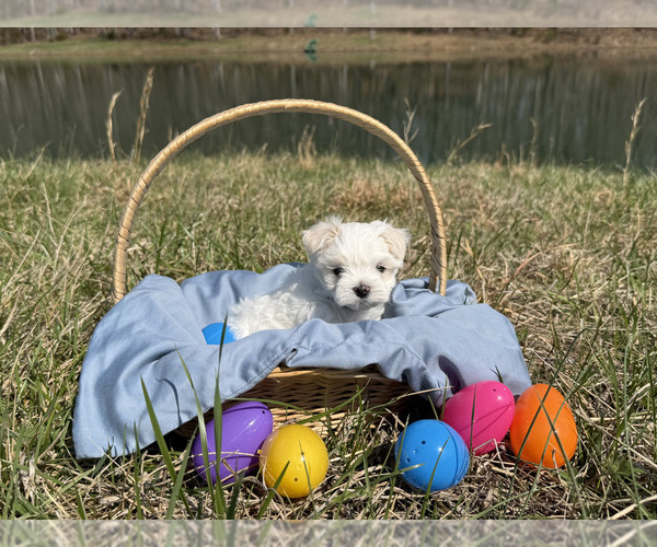 Medium Photo #1 Maltese Puppy For Sale in MIDLAND, NC, USA