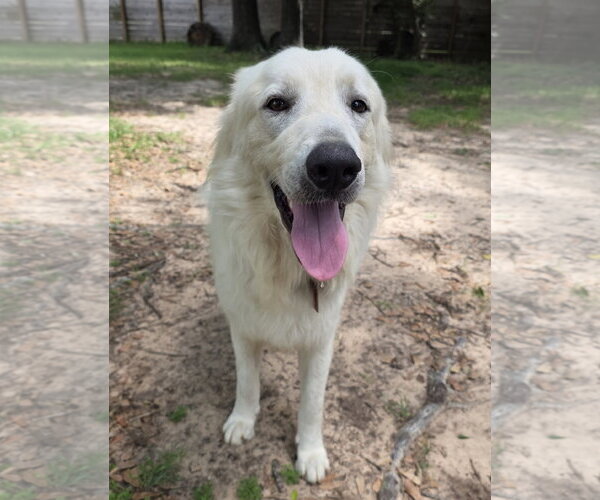 Medium Photo #16 Great Pyrenees Puppy For Sale in Spring, TX, USA