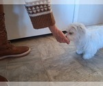 Small #5 Maltese