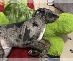 Small Photo #8 Catahoula Leopard Dog-Dalmatian Mix Puppy For Sale in THOUSAND OAKS, CA, USA