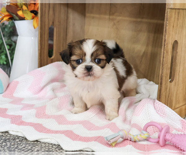 Medium Photo #5 Shih Tzu Puppy For Sale in SYRACUSE, IN, USA