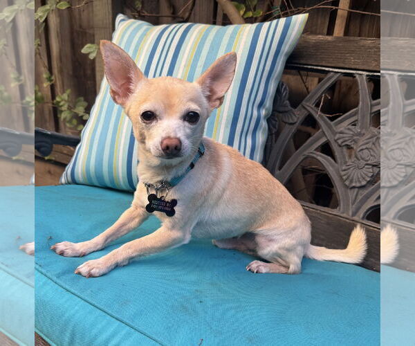 Medium Photo #1 Chihuahua-Unknown Mix Puppy For Sale in Santa Clara, CA, USA