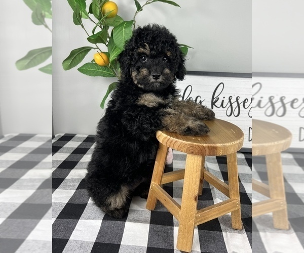 Medium Photo #4 Bernedoodle (Miniature) Puppy For Sale in FRANKLIN, IN, USA