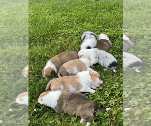 Cardigan Welsh Corgi Puppy for sale in BEL AIR, MD, USA